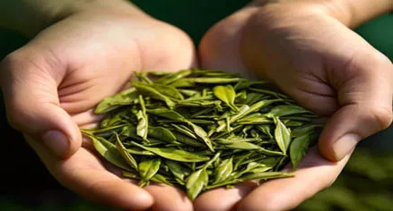 农产品种植土及灌溉水质量监控